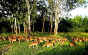 wildlife sanctuaries and national parks in india