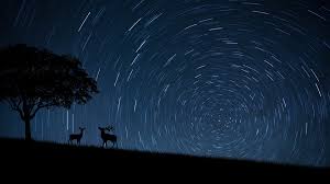 animals vision is more than humans