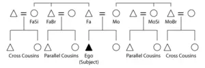 parallel and cross cousins explanation