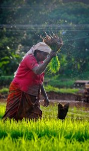 importance of women in agriculture