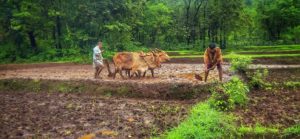 farmer's suicides in india