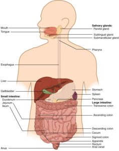 the_Digestive_System image
