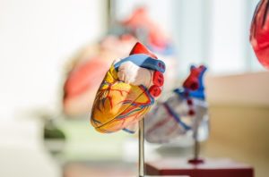 human-heart-anatomy
