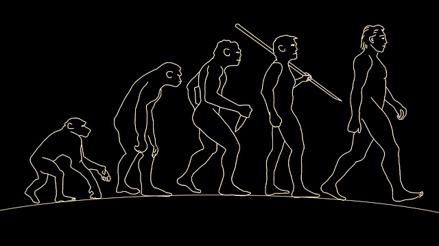 human evolution stages