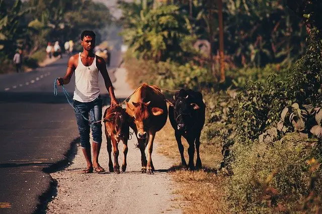 features of rural society in india